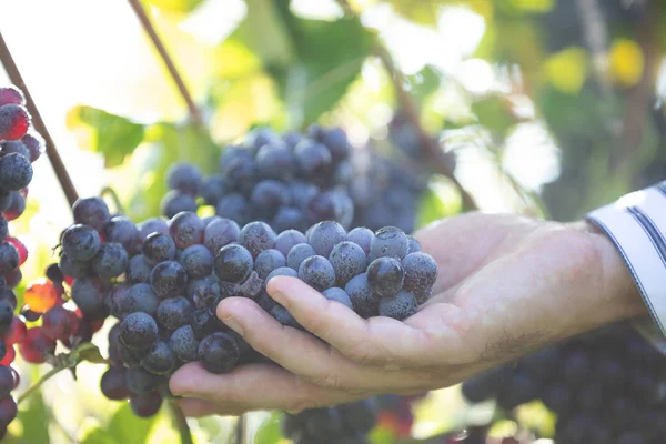 Agricoltore con le sue uve rosse durante il raccolto autunnale — Foto Stock