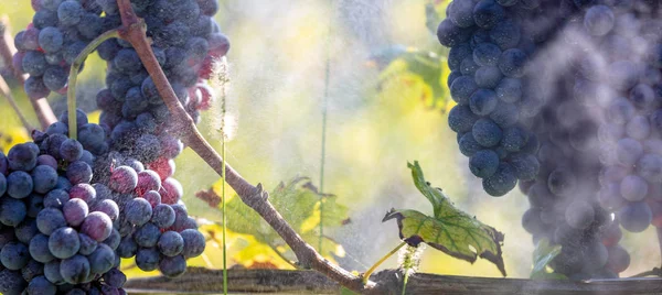 Uvas tintas frescas durante la cosecha de otoño — Foto de Stock