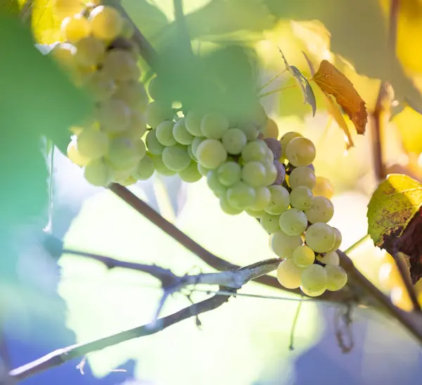 Uvas tintas frescas durante la cosecha de otoño — Foto de Stock