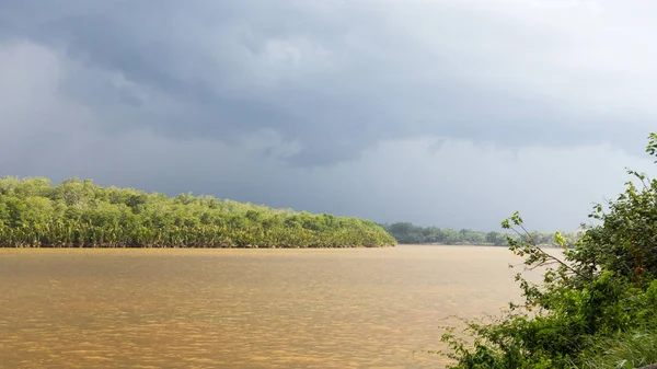 Foresta pluviale in Brunei, Asia — Foto Stock