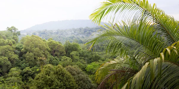 Floresta tropical em Brunei, Ásia — Fotografia de Stock