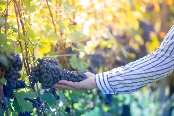 Agricoltore con le sue uve rosse durante il raccolto autunnale — Foto Stock