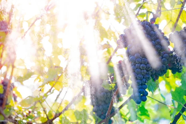 Uvas tintas frescas durante la cosecha de otoño — Foto de Stock