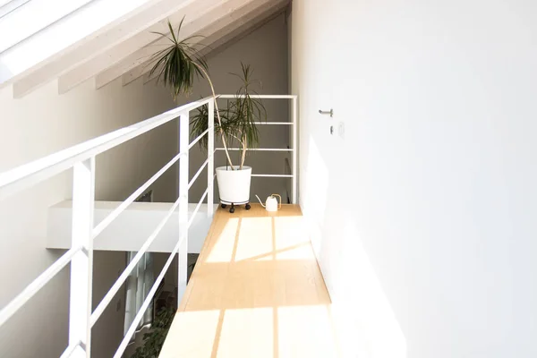 흰색 콘크리트와 온화한 b와 미니멀하고 현대적인 홈 인테리어, — 스톡 사진