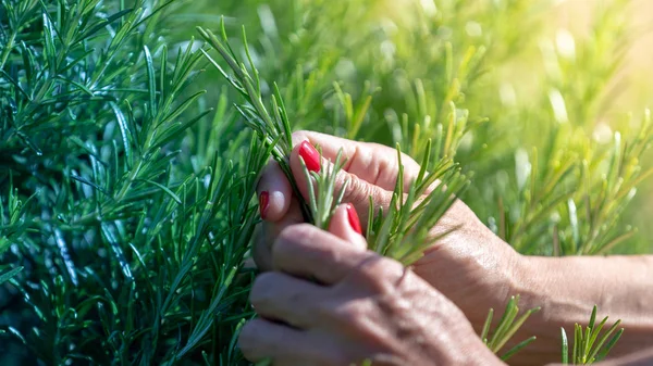 Plantes de romarin, la nature et le jardinage milieux — Photo