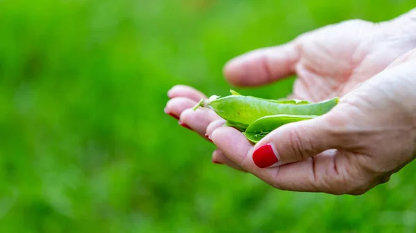 Cultivo de frijoles y guisantes, conceptos de naturaleza —  Fotos de Stock