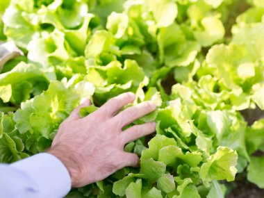 Sebze bahçesini çiftçi