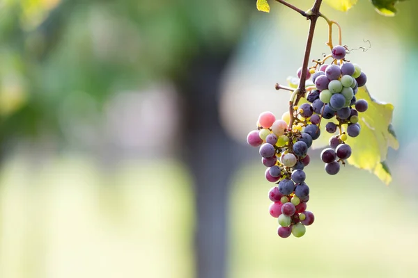 Uva rossa acerba — Foto Stock