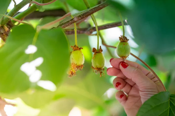 Tree fruit crop, nature concepts — Stock Photo, Image