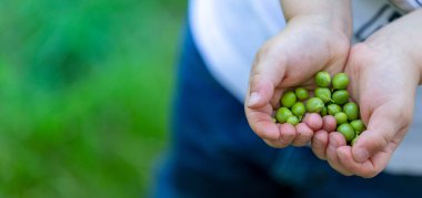 Fasulye ve bezelye mahsul, doğa kavramları