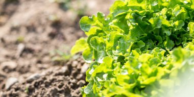 Marul bitkisi, tarım ve bahçe kavramları