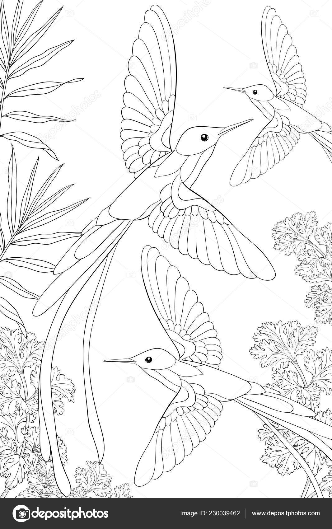 Download Group Hummingbirds Flying Background Flowers Image Adults Coloring Book Page Vector Image By C Nonuzza Vector Stock 230039462