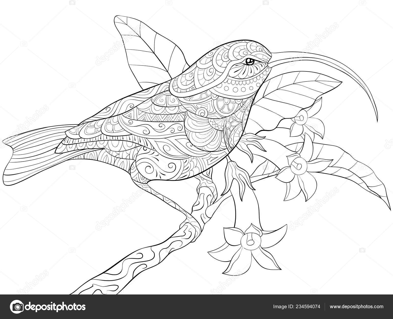 Download Cute Hummingbird Brunch Leaves Flowers Image Relaxing Activity Coloring Book Vector Image By C Nonuzza Vector Stock 234594074