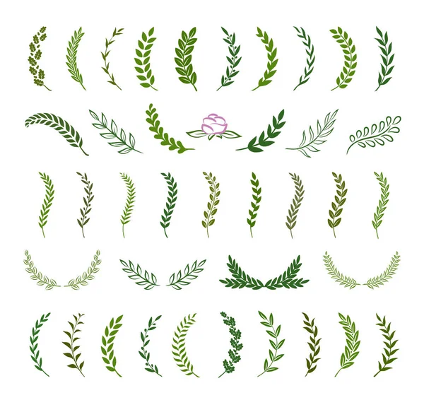 Set Groene Silhouettakken Met Laurier Eik Olijfblad Vector Illustratie Voor — Stockvector