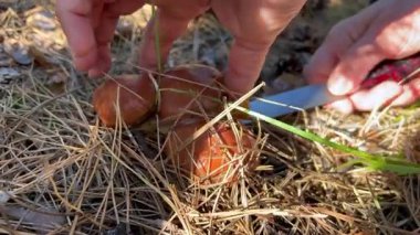 Mushroom hunter cutting and picking mushrooms in forest