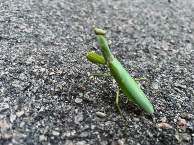 Asfalt bir yolu keşfeden peygamberdevesinin yakın çekimi