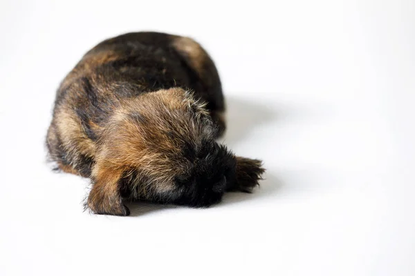 Pequeño hermoso cachorro — Foto de Stock