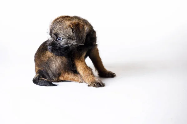 Pequeño hermoso cachorro — Foto de Stock