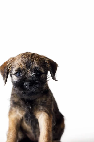 Little beautiful puppy — Stock Photo, Image