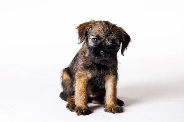 작은 아름 다운 강아지 — 스톡 사진