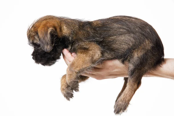 Pequeño hermoso cachorro — Foto de Stock