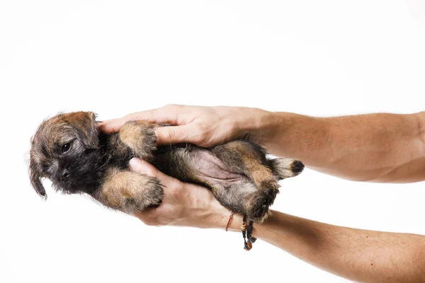 Pequeño hermoso cachorro — Foto de Stock