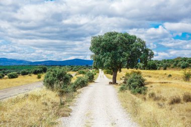 Güzel doğal manzara