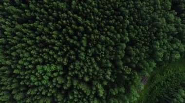 4 k Hd havadan görünümü kamera hamle kadar yükselen yeşil orman.