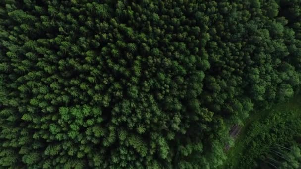 4K HD La caméra de vue aérienne se déplace vers le haut de la forêt verte . — Video