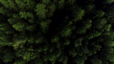 4 k Hd havadan görünümü kamera hamle kadar yükselen yeşil orman.