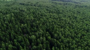 4 k Hd havadan görünümü kamera hamle kadar yükselen yeşil orman.