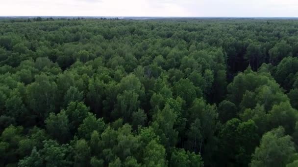 4 k Hd légifelvételek kamera mozog a zöld erdő emelkedik. — Stock videók