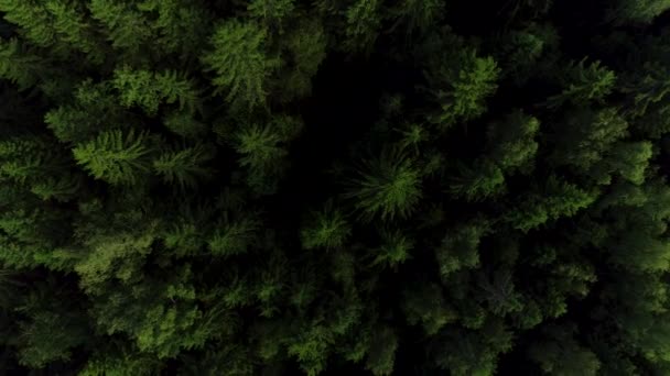 4K HD fotocamera vista aerea si muove salendo dalla foresta verde . — Video Stock