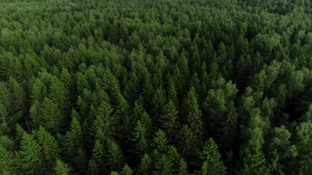 4K HD Câmera de exibição aérea se move subindo da floresta verde . — Vídeo de Stock