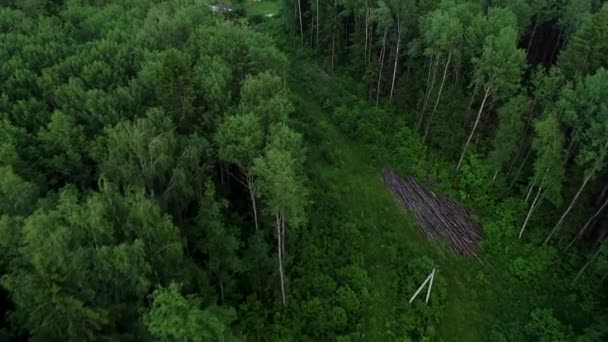 Uma pequena aldeia ou município bonito em uma floresta de verão verde . — Vídeo de Stock