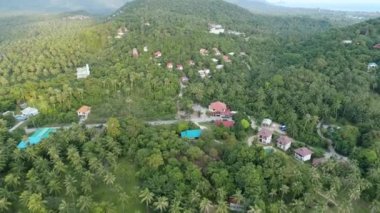 Uçan güzel yemyeşil yeşil orman palmiye ağaçları ile yukarıda