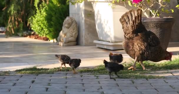 Mamá pollo camina con sus pollos en el césped . — Vídeos de Stock