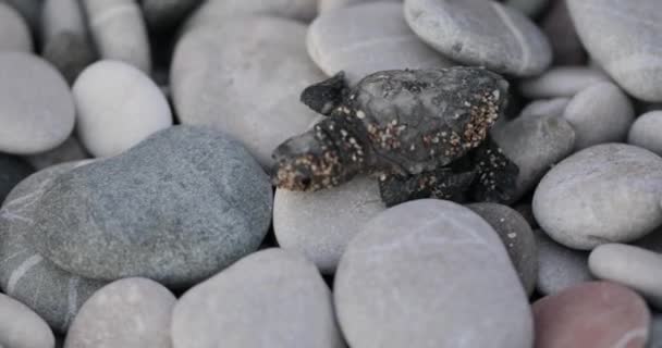 Tortugas recién nacidas corren a la ola marina — Vídeo de stock