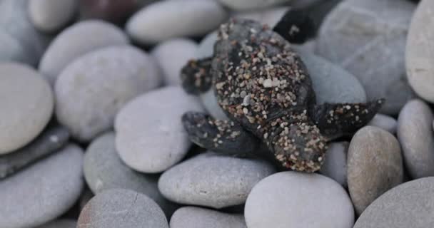 Newborn turtles run to the sea wave — Stock Video