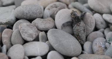 Yeni doğan kaplumbağalar dalga deniz çalıştırmak