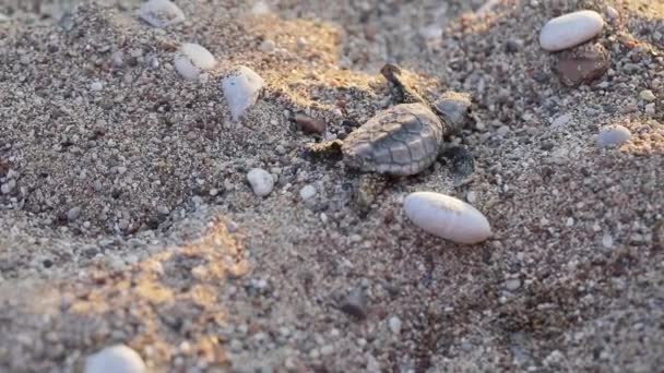 Le tartarughe appena nate corrono verso l'onda del mare — Video Stock