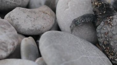 Yeni doğan kaplumbağalar dalga deniz çalıştırmak