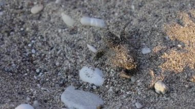 Yeni doğan kaplumbağalar dalga deniz çalıştırmak