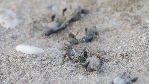 Les tortues nouveau-nées courent à la vague de mer — Video