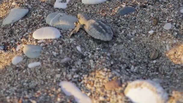 Newborn turtles run to the sea wave — Stock Video
