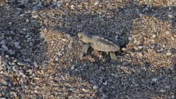 Newborn turtles run to the sea wave — Stock Video