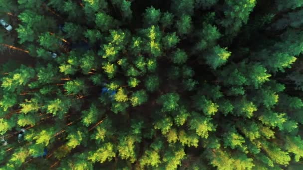 Belle forêt verte du matin. Vue du haut des arbres, tentes, voitures .