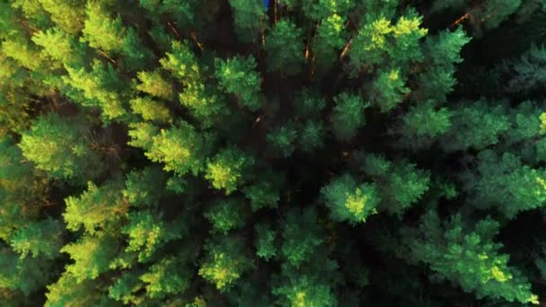 Прекрасний ранковий зелений ліс. Вид зверху на дерева, намети, автомобілі . — стокове відео