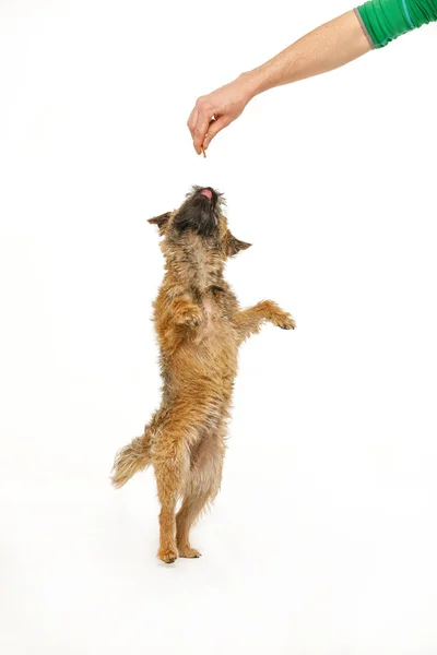 Lindo cachorrinho está dançando para comida — Fotografia de Stock