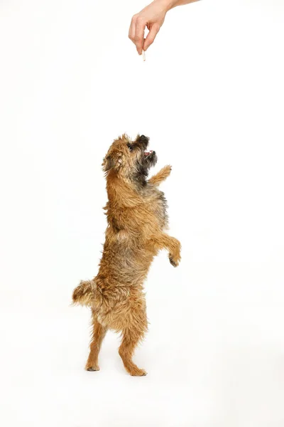 Lindo cachorrinho está dançando para comida — Fotografia de Stock